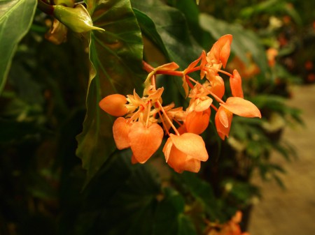 ベゴニアガーデン内の花々