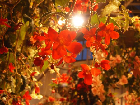 ベゴニアガーデン内の花々